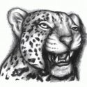 Leopar