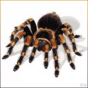 Örümcek Tarantula