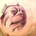 Pitbull Tattoo