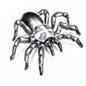 Tarantula Örümcek